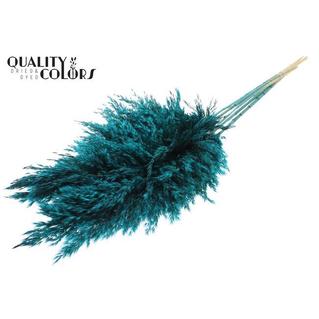 Gedroogde Pampas Pluimen | Kleur: Turquoise | Pampas Droogbloemen | Lengte ± 100 centimeter | 5 pluimen per bos | Per bos