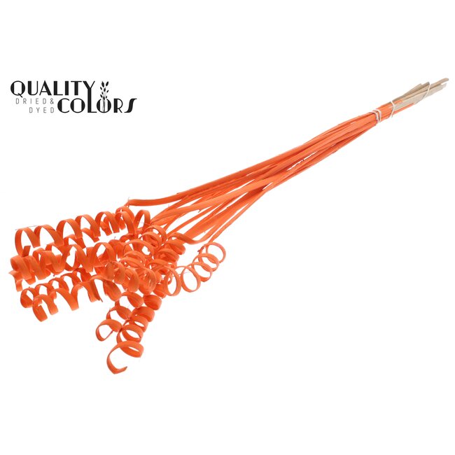 Palm Spiraal op steel | Kleur: Oranje | Cane Spring Bijsteker | Lengte bijsteker ± 50 centimeter | Per 10 bijstekers