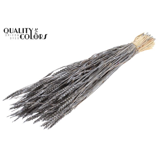 Zongebleekte Tarwe | Kleur: Metallic Grafietgrijs | Triticum Droogbloemen | Lengte ± 60 centimeter | Gewicht 220 gram | Per bos