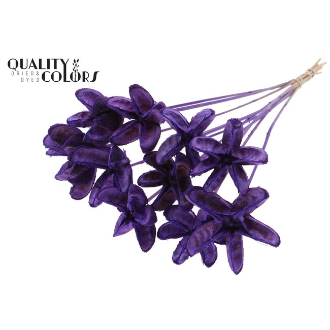 Rambutan without needles Milka