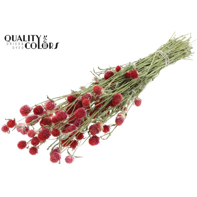 Gomphrena per bunch Natural Red