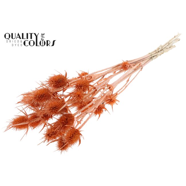 Cardi Distel 10pc/bunch 55cm Pearl Orange