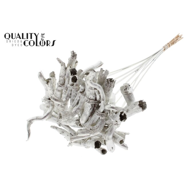 Gandiraj on stem Platina