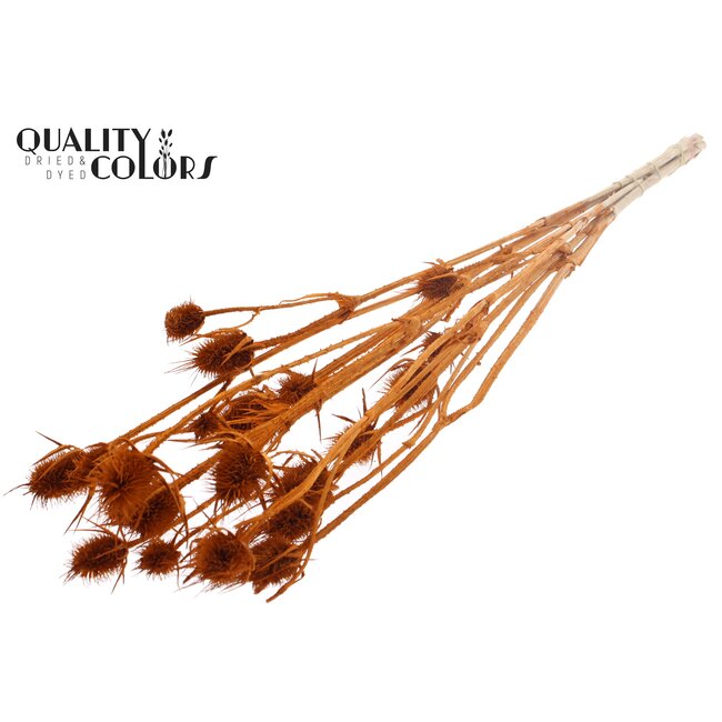 Cardi Distel Bleached 5pc/bunch 70cm Terracotta