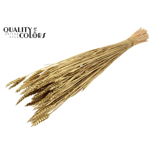 Zongebleekte Tarwe | Kleur: Goudkleurig | Triticum Droogbloemen | Lengte ± 60 centimeter | Gewicht 220 gram | Per bos