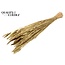 Zongebleekte Tarwe | Kleur: Goudkleurig | Triticum Droogbloemen | Lengte ± 60 centimeter | Gewicht 220 gram | Per bos