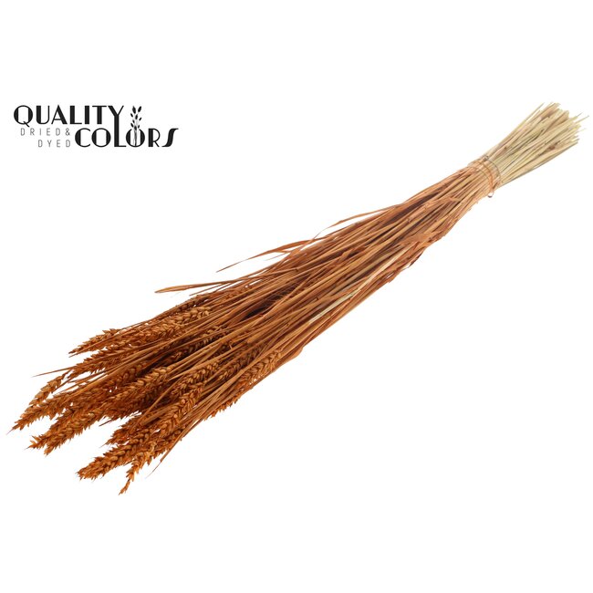 Zongebleekte Tarwe | Kleur: Terracotta | Triticum Droogbloemen | Lengte ± 60 centimeter | Gewicht 220 gram | Per bos