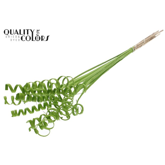 Palm Spiraal op steel | Kleur: Lichtgroen | Cane Spring Bijsteker | Lengte bijsteker ± 50 centimeter | Per 10 bijstekers