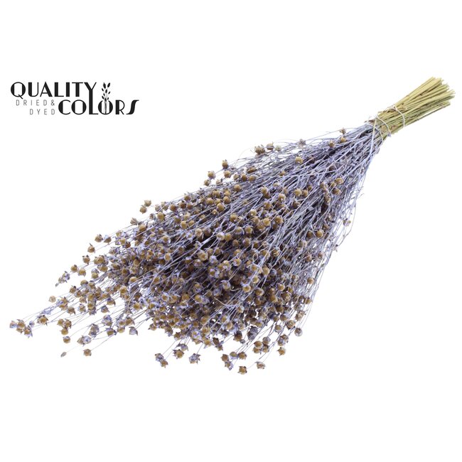 Dried Flax | Colour: Pearl Milk Purple | Linum Dried Flowers | Length ± 50 centimetres | Weight 150 grams | Per bunch
