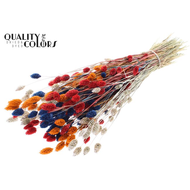 Gedroogde Phalaris | Dutch Mix | Kleur: Gemengde Kleuren | Kanariegras Droogbloemen | Lengte ± 60 centimeter | Gewicht 220 gram | Per bos