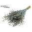 Gedroogd Vlas | Kleur: Pearl Blauw | Linum Droogbloemen | Lengte ± 50 centimeter | Gewicht 150 gram | Per bos