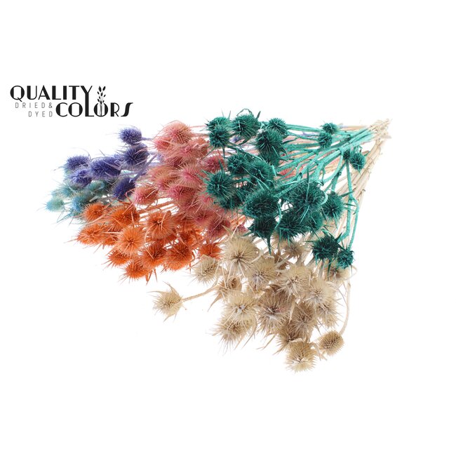 Cardi Distel 10pc/bunch 55cm Pearl Mix