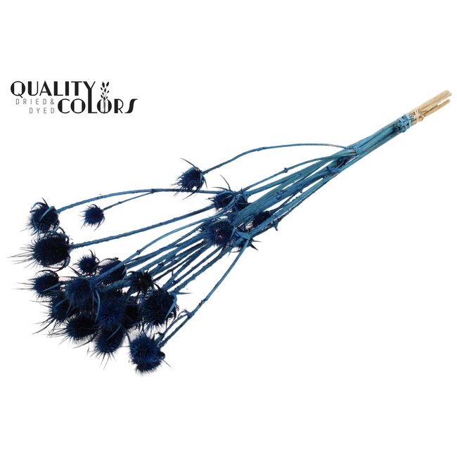 Cardi Distel Bleached 5pc/bunch 70cm Dark Blue