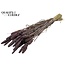 Dried Millet Spray | Colour: Frosted Milka Purple | Millet Dried Flowers | Length ± 70 centimetres | Weight 250 grams | Per bunch