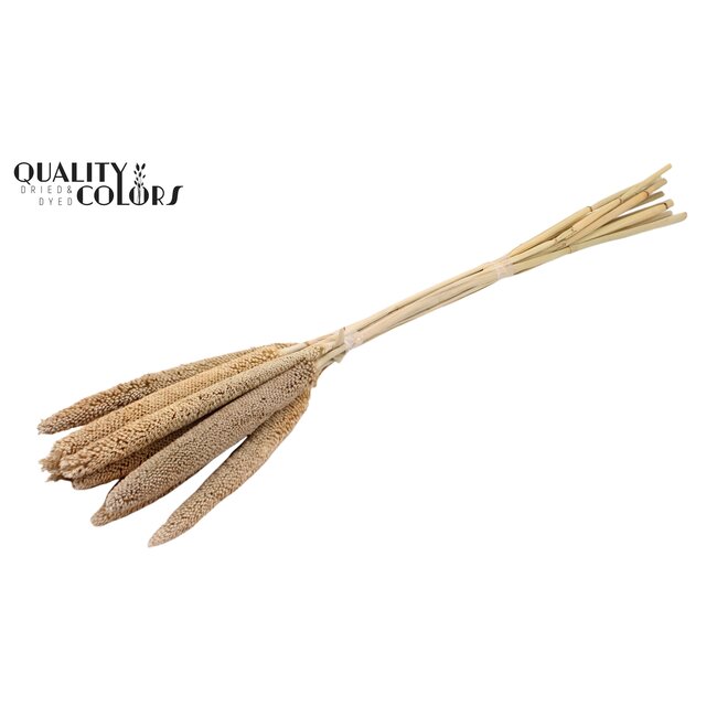 Babala on natural stem Frosted White