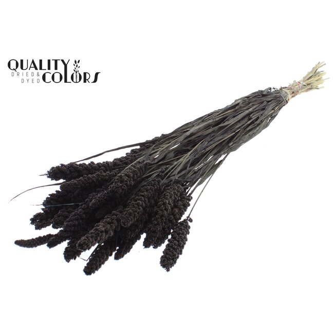 Dried Millet Sprays | Colour: Black | Millet Dried Flowers | Length ± 70 centimetres | Weight 250 grams | Per bunch