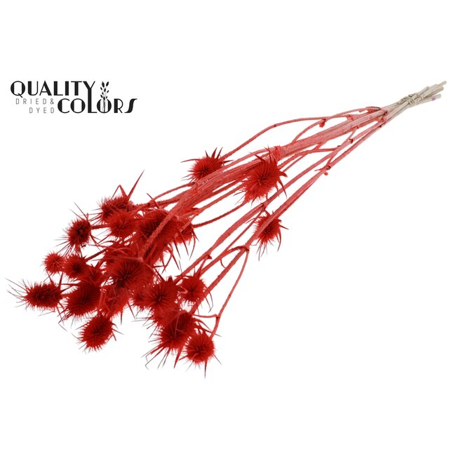 Cardi Distel Bleached 5pc/bunch 70cm Coral