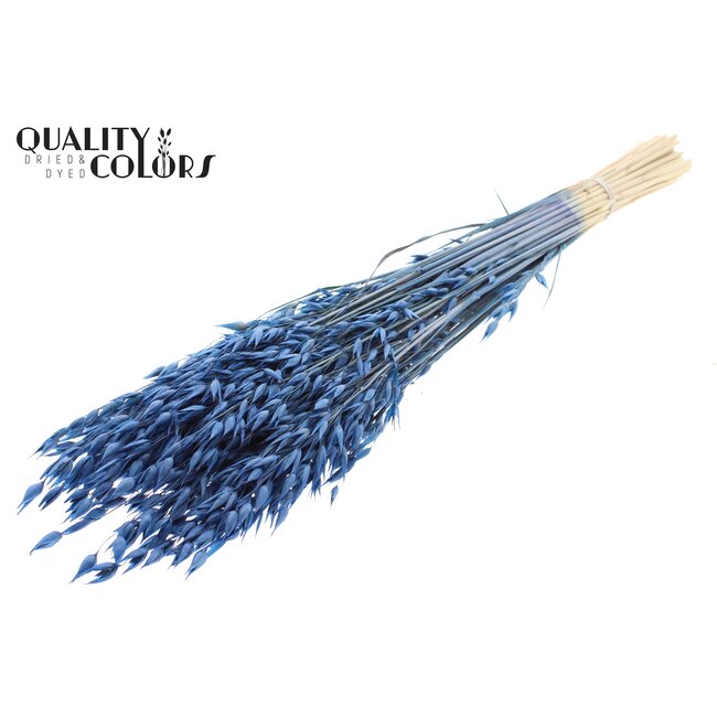 Gedroogde Haver Premium | Kleur: Blauw | Avena Premium Droogbloemen | Lengte ± 70 centimeter | Gewicht 200 gram | Per bos