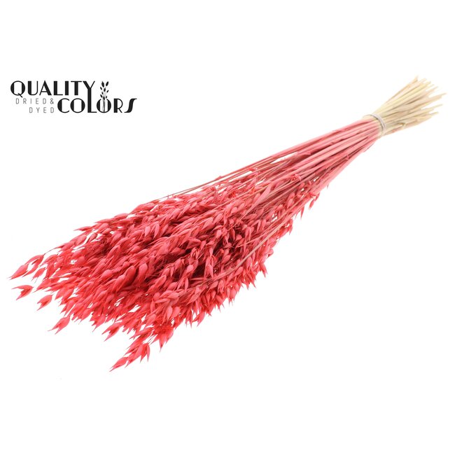 Gedroogde Haver Premium | Kleur: Koraalkleurig | Avena Premium Droogbloemen | Lengte ± 70 centimeter | Gewicht 200 gram | Per bos