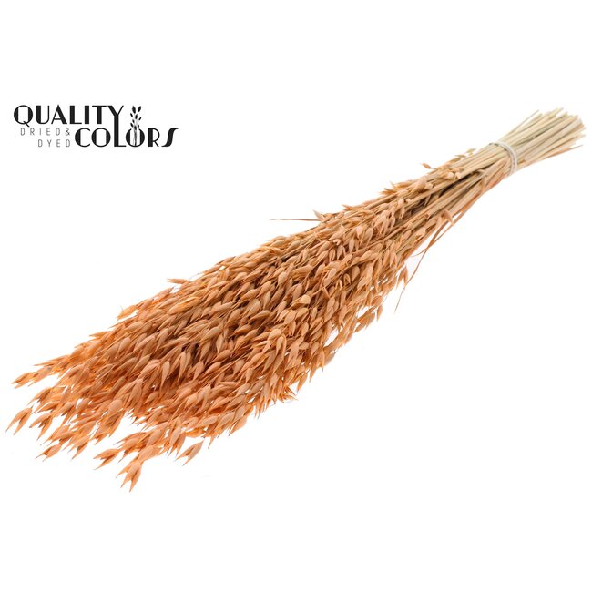 Getrockneter Hafer Premium | Farbe: Frosted Lachsfarben | Avena Premium Trockenblumen | Länge ± 70 Zentimeter | Gewicht 200 Gramm | Pro Bund