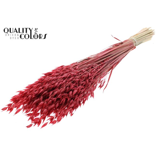 Dried Oats Premium | Colour: Red | Avena Premium Dried Flowers | Length ± 70 centimetres | Weight 200 grams | Per bunch