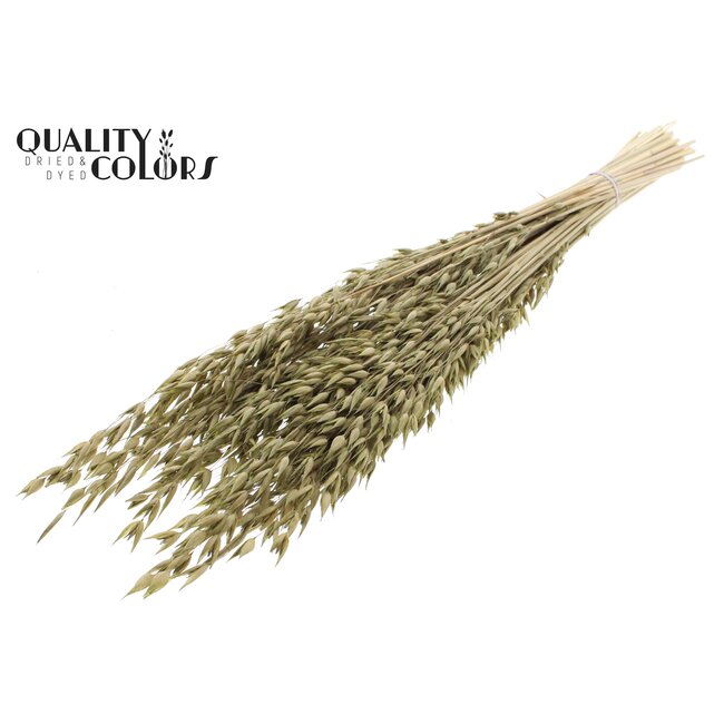Gedroogde Haver Premium | Kleur: Olijfgroen | Avena Premium Droogbloemen | Lengte ± 70 centimeter | Gewicht 200 gram | Per bos