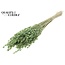 Gedroogde Haver Premium | Kleur: Lichtgroen | Avena Premium Droogbloemen | Lengte ± 70 centimeter | Gewicht 200 gram | Per bos