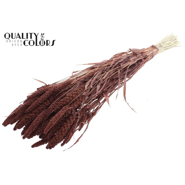Dried Millet Spray | Colour: Intense Brown | Millet Dried Flowers | Length ± 70 centimetres | Weight 200 grams | Per bunch