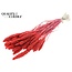 Dried Millet Sprays | Colour: Intense Coral | Millet Dried Flowers | Length ± 70 centimetres | Weight 200 grams | Per bunch