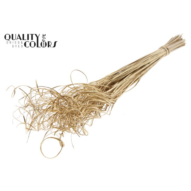 Dried Palm Leaf Vein | Curly Ting Ting | Colour: Antique Gold | Dried Decoration | Length ± 70 centimetres | Per 100 stems