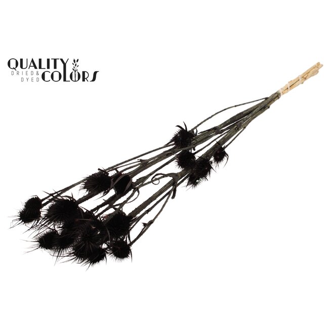 Cardi Distel Bleached 5pc/bunch 70cm Black