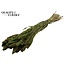 Dried Millet Sprays | Colour: Light Green | Millet Dried Flowers | Length ± 70 centimetres | Weight 250 grams | Per bunch