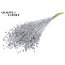 Dried Flax | Colour: Silver with Glitter | Linum Dried Flowers | Length ± 60 centimetres | Weight 150 grams | Per bunch