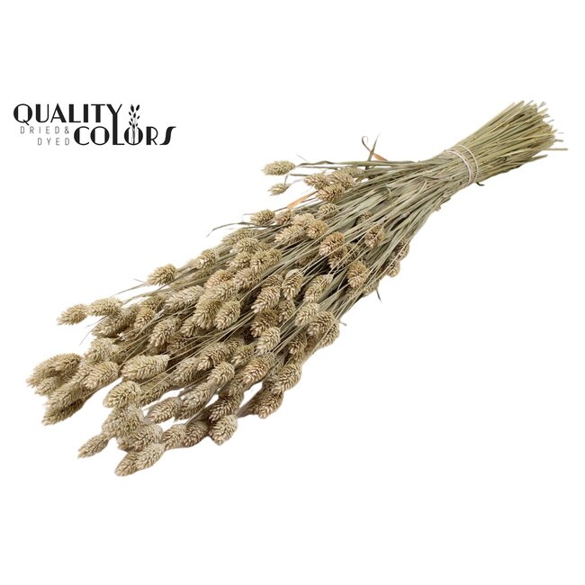 Dried Phalaris | Colour: Frosted White | Canary Grass Dried Flowers | Length ± 60 centimetres | Weight 220 grams | Per bunch