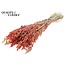 Gedroogde Haver | Kleur: Meerkleurig Rood | Avena droogbloemen | Lengte ± 60 centimeter | Gewicht 250 gram | Per bos