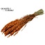 Gedroogde Haver | Kleur: Oranje | Avena droogbloemen | Lengte ± 60 centimeter | Gewicht 250 gram | Per bos