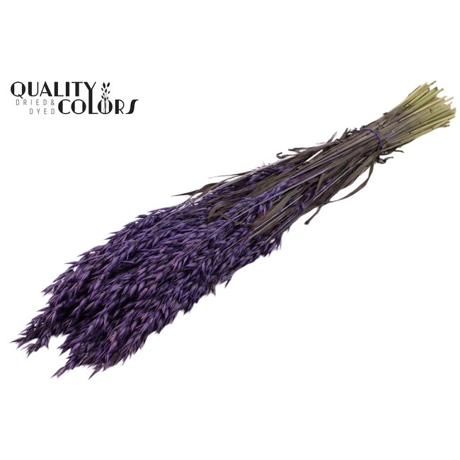 Gedroogde Haver | Kleur: Paars | Avena droogbloemen | Lengte ± 60 centimeter | Gewicht 250 gram | Per bos