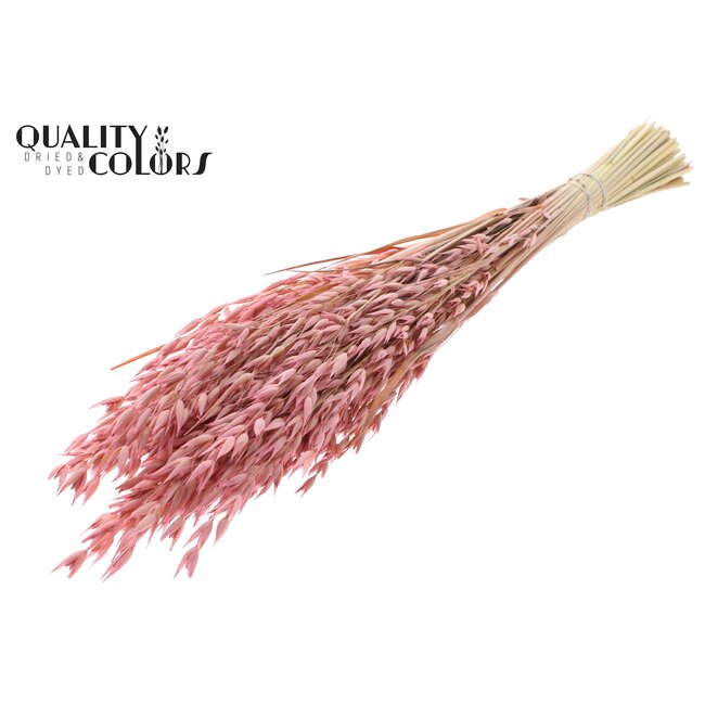 Gedroogde Haver Premium | Kleur: Frosted Roze | Avena Premium Droogbloemen | Lengte ± 70 centimeter | Gewicht 200 gram | Per bos