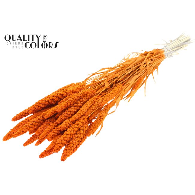 Gedroogde Trosgierst | Kleur: Intens Oranje | Gierst Droogbloemen | Lengte ± 70 centimeter | Gewicht 200 gram | Per bos
