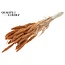 Dried Millet Sprays | Colour: Intense Frosted Salmon | Millet Dried Flowers | Length ± 70 centimetres | Weight 200 grams | Per bunch
