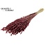 Dried Oats Premium | Colour: Bordeaux Red | Avena Premium Dried Flowers | Length ± 70 centimetres | Weight 200 grams | Per bunch