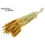 Dried Millet Sprays | Colour: Intense Yellow | Millet Dried Flowers | Length ± 70 centimetres | Weight 200 grams | Per bunch