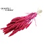 Dried Millet Sprays | Colour: Intense Cherry Colour | Millet Dried Flowers | Length ± 70 centimetres | Weight 200 grams | Per bunch