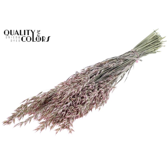 Gedroogde Haver | Kleur: Pearl Roze | Avena droogbloemen | Lengte ± 60 centimeter | Gewicht 250 gram | Per bos