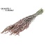 Gedroogde Haver | Kleur: Pearl Roze | Avena droogbloemen | Lengte ± 60 centimeter | Gewicht 250 gram | Per bos