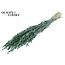 Gedroogde Haver | Kleur: Pearl Groen | Avena droogbloemen | Lengte ± 60 centimeter | Gewicht 250 gram | Per bos