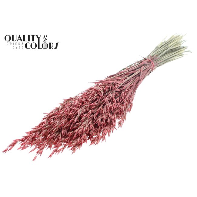 Gedroogde Haver | Kleur: Pearl Koraalkleurig | Avena droogbloemen | Lengte ± 60 centimeter | Gewicht 250 gram | Per bos