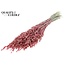 Gedroogde Haver | Kleur: Pearl Koraalkleurig | Avena droogbloemen | Lengte ± 60 centimeter | Gewicht 250 gram | Per bos