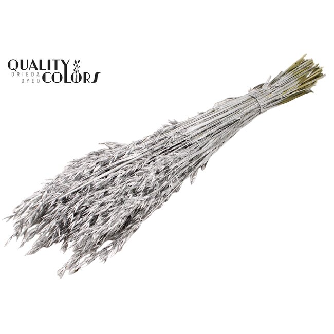Gedroogde Haver | Kleur: Zilverkleurig | Avena droogbloemen | Lengte ± 60 centimeter | Gewicht 250 gram | Per bos