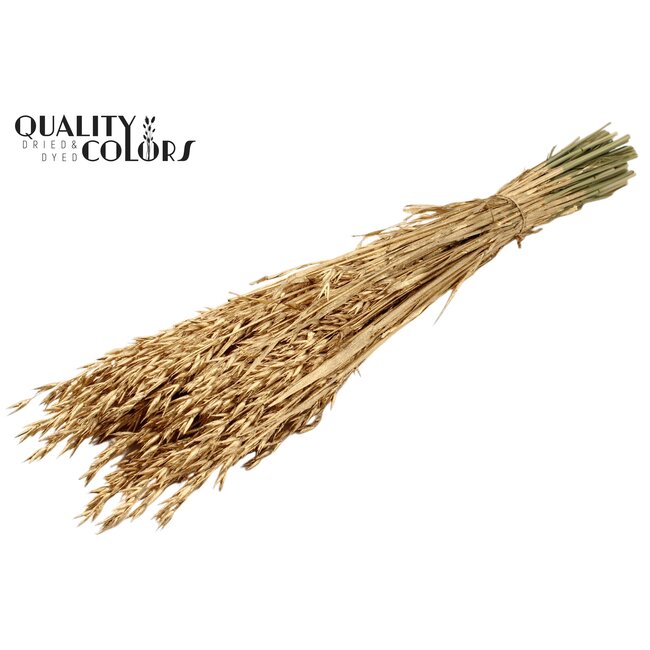 Dried Oats | Colour: Antique Gold | Avena dried flowers | Length ± 60 centimetres | Weight 250 grams | Per bunch